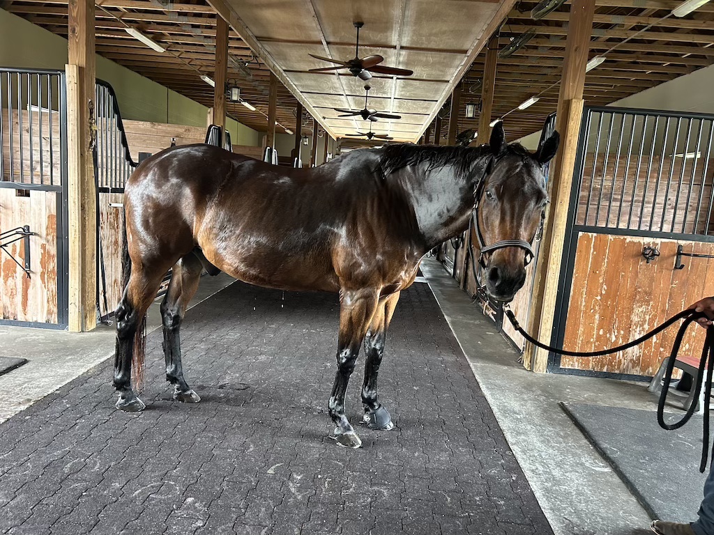 Charlie the horse