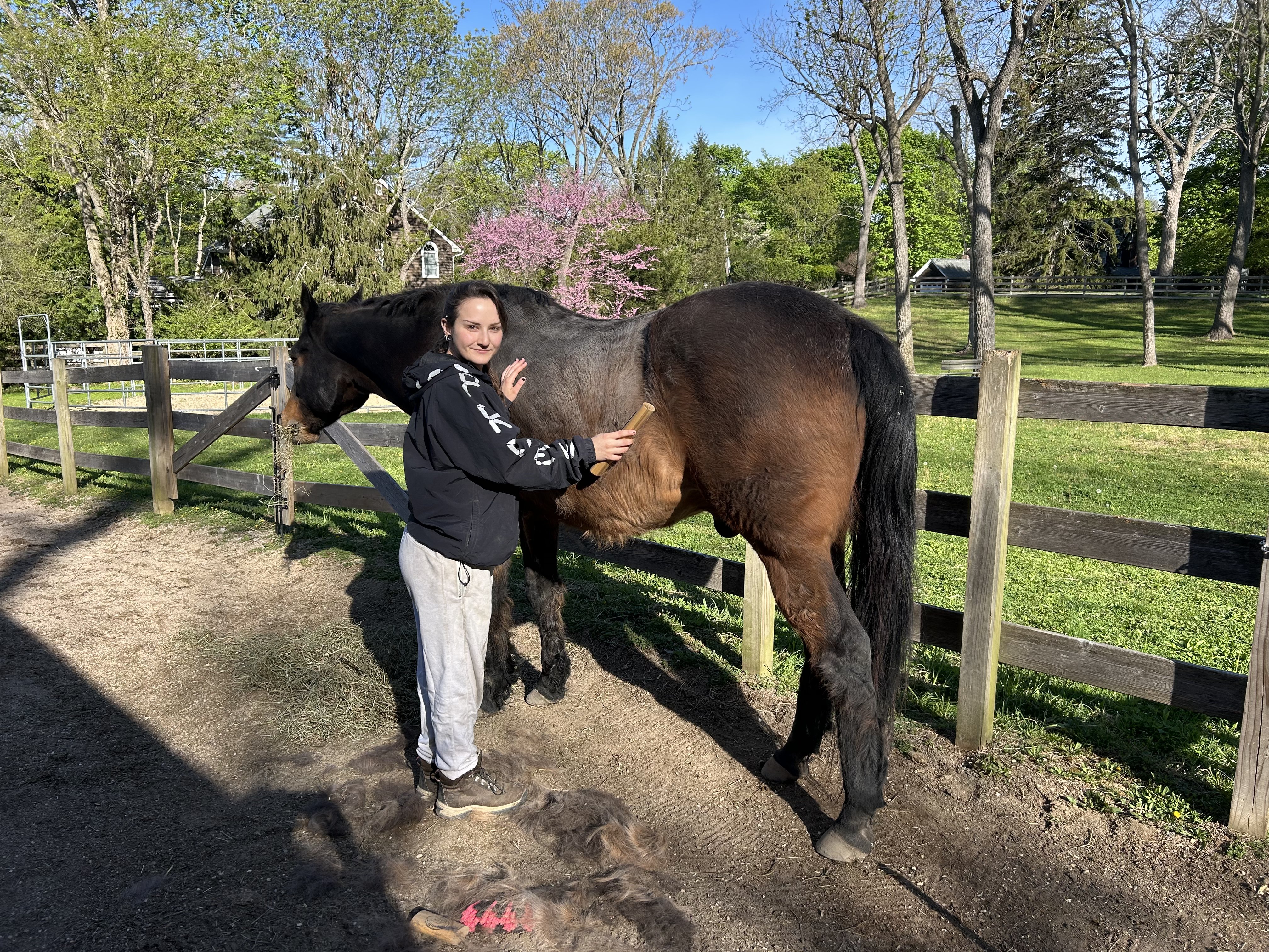 Horse grooming at the farm