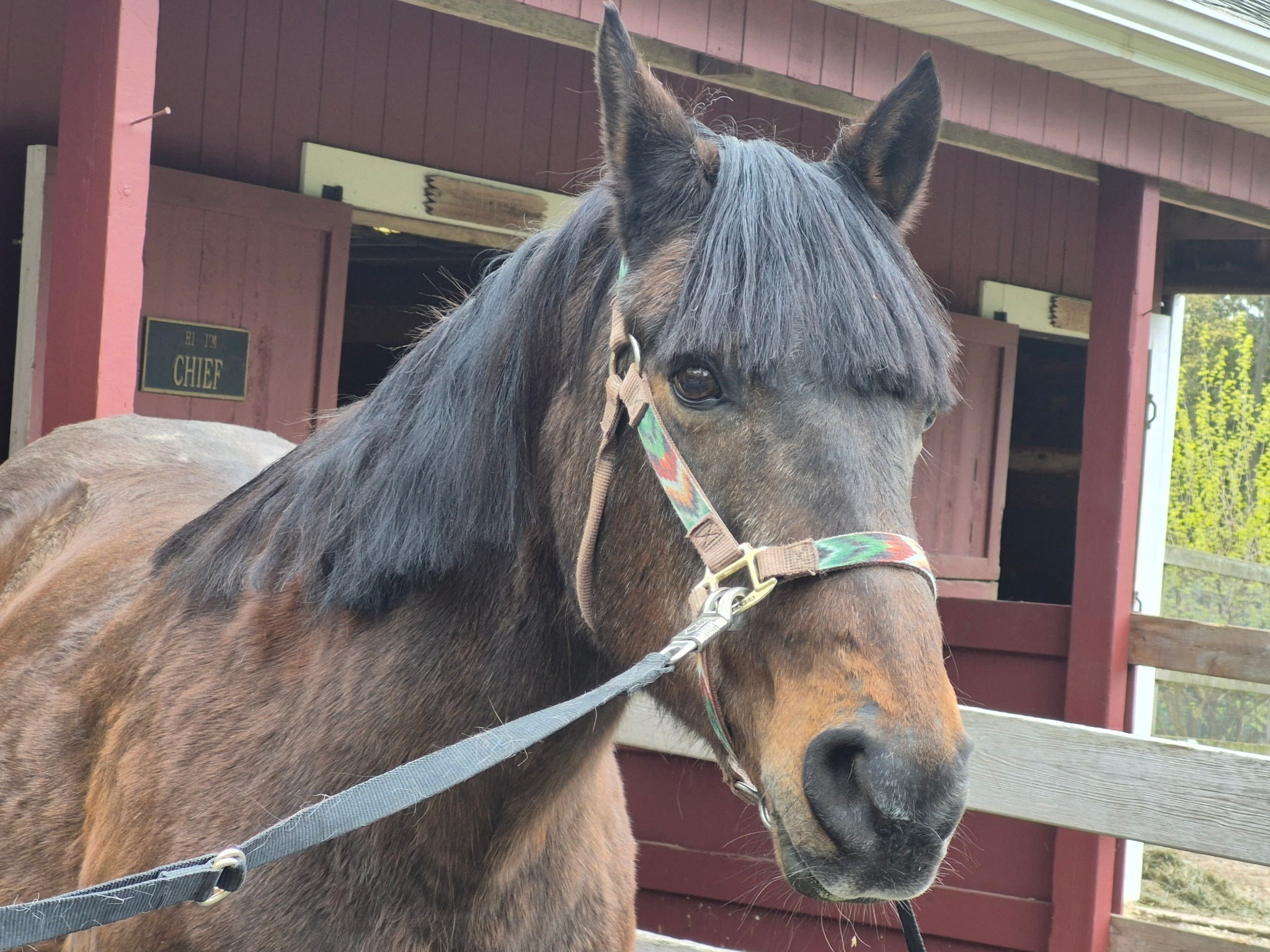 Horse showing off a fresh haircut