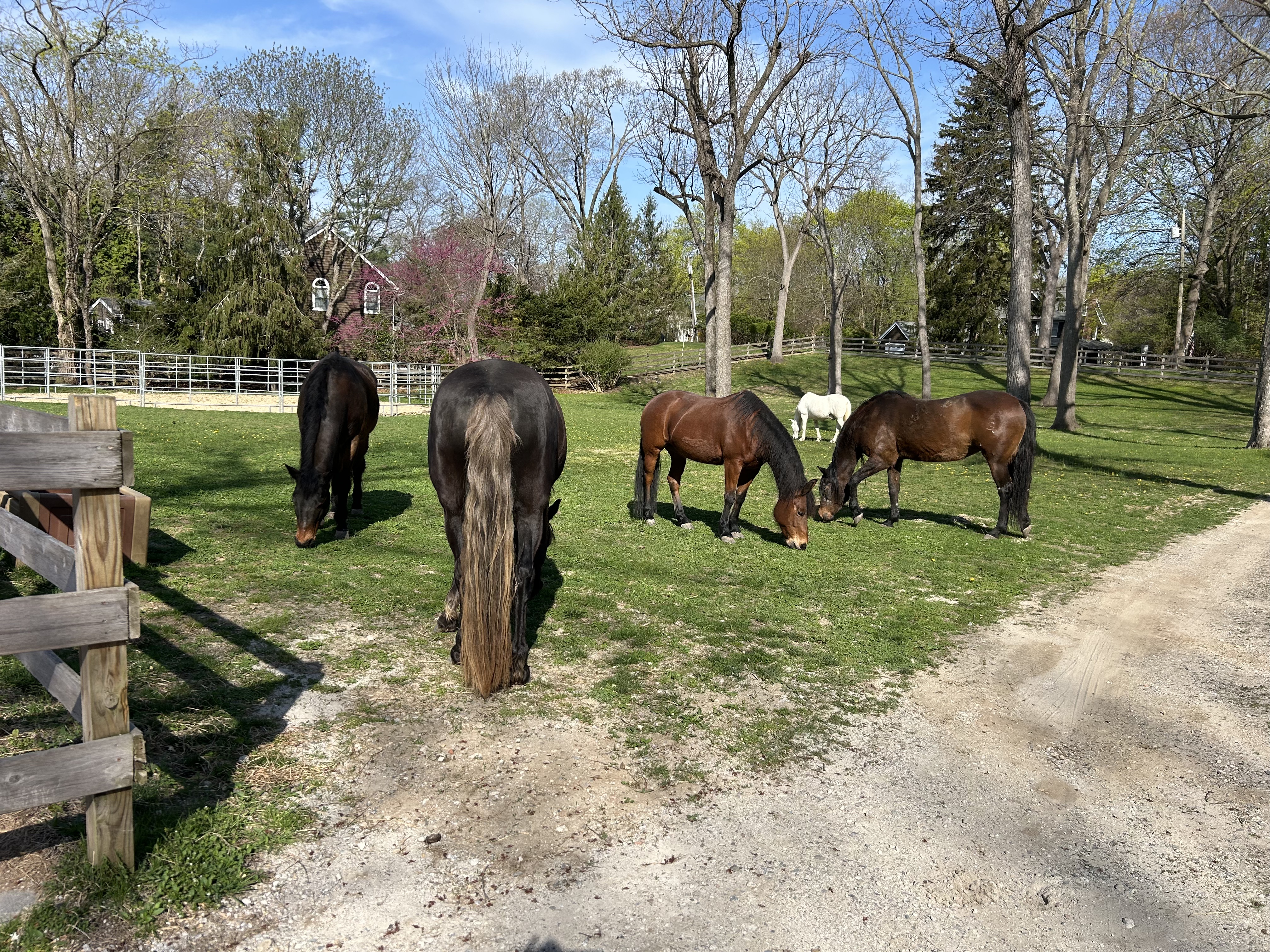 Horses grazing at Iron Horse Farm