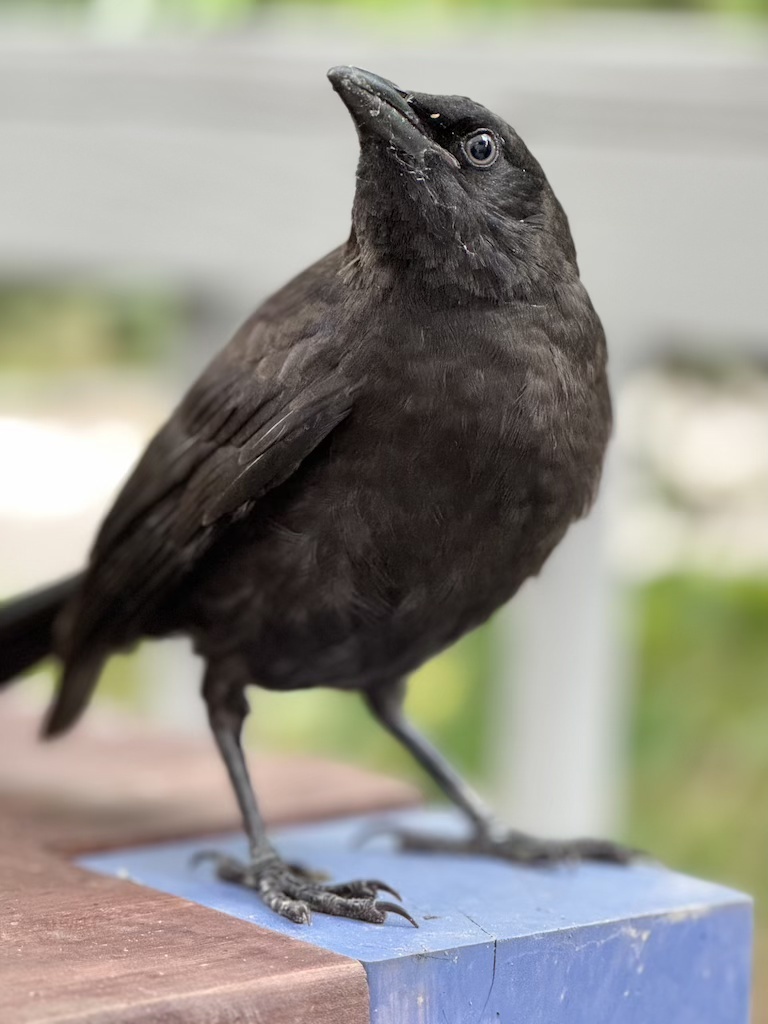 Rescued fledgling