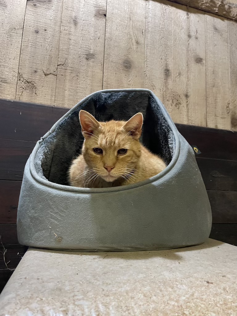 Spike the farm cat